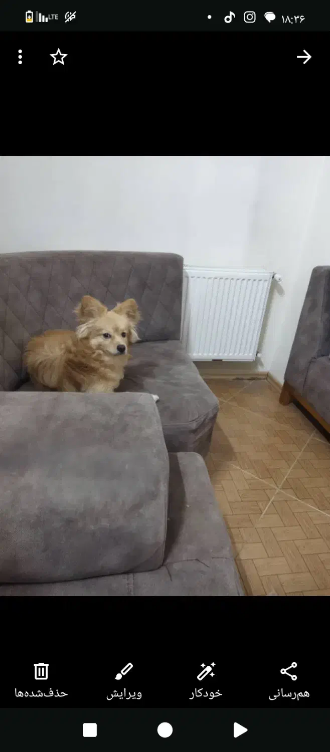 سگ نر اشپیدز جهت کشش|سگ|شاهین‌شهر, پاسداران|دیوار