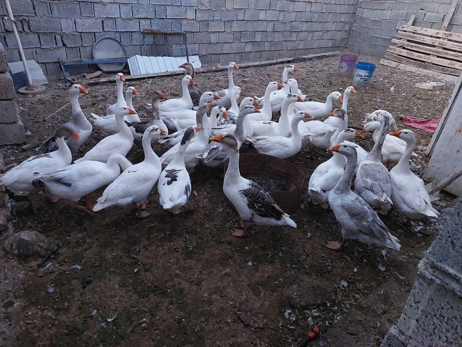 فروش غاز|حیوانات مزرعه|قشلاق دشت, |دیوار