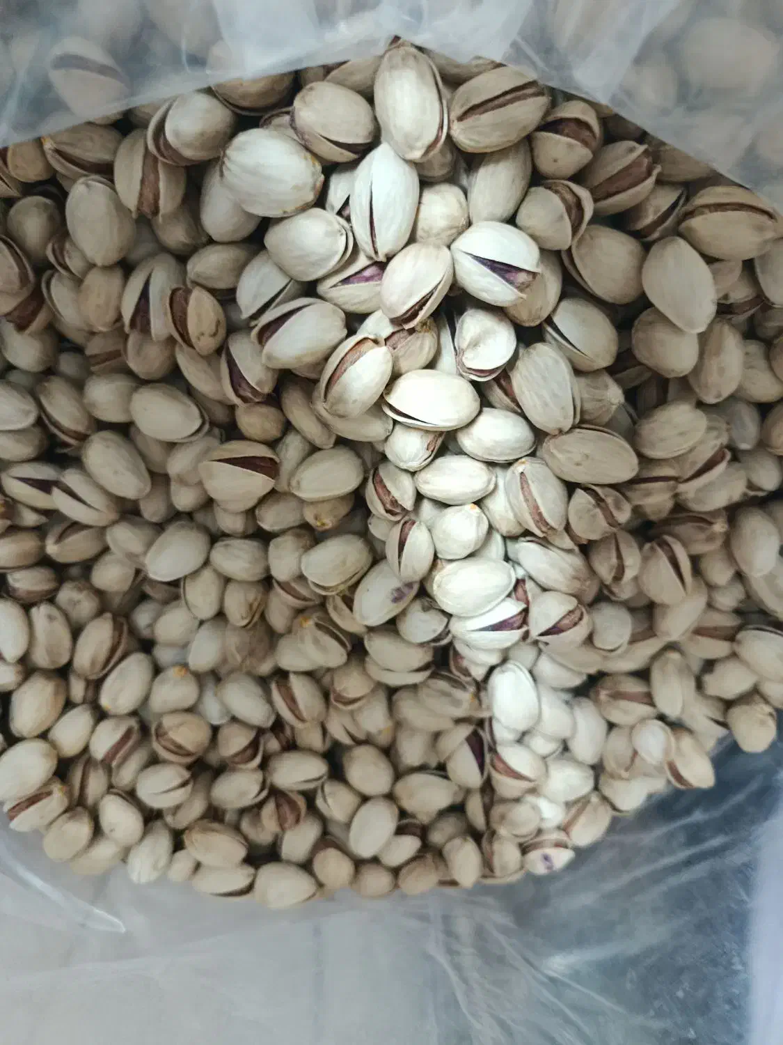 پسته شمارا به بالاترین قیمت خریداریم|خدمات باغبانی و درختکاری|تربت جام, یحیی آباد|دیوار