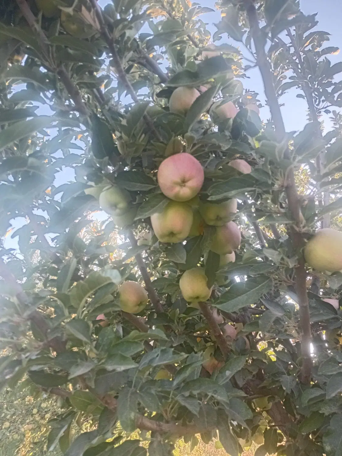 سیب|خوردنی و آشامیدنی|الشتر, |دیوار
