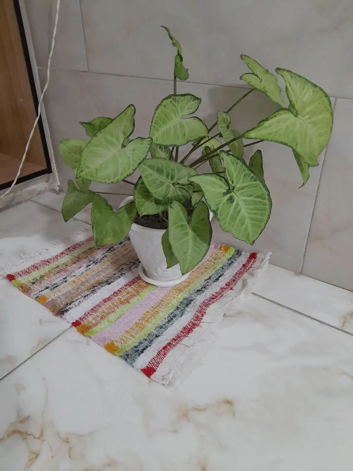 گلیم سنتی|گلیم، جاجیم، گبه|ملایر, |دیوار