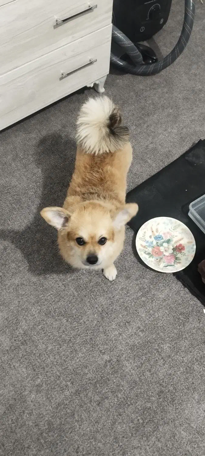 سگ پامرانین|سگ|ماهدشت, |دیوار