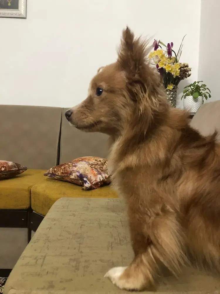 فروش سگ|سگ|فردیس, شهرک راه آهن|دیوار