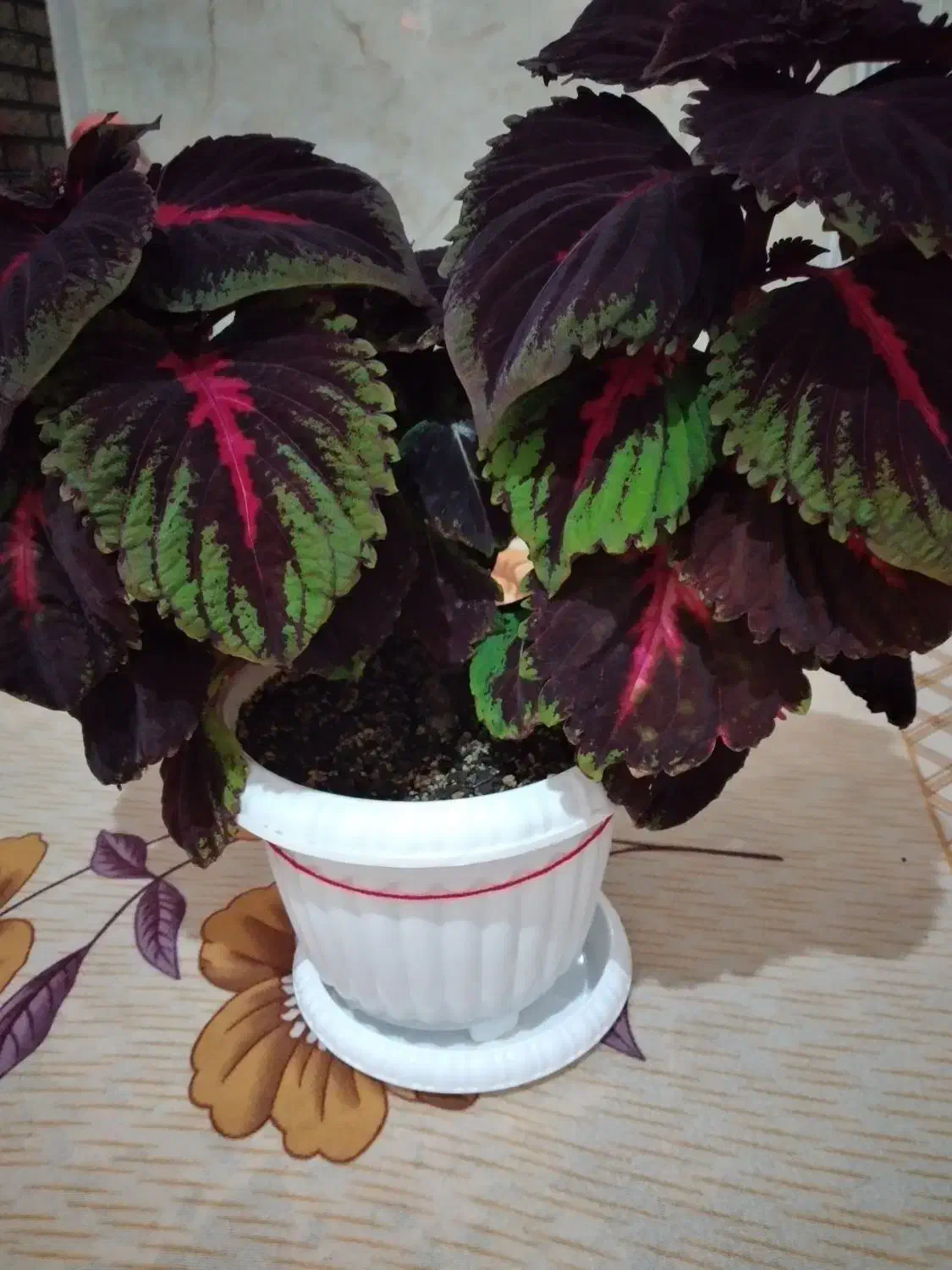 گل حسن یوسف|گل و گیاه طبیعی|ارومیه, |دیوار