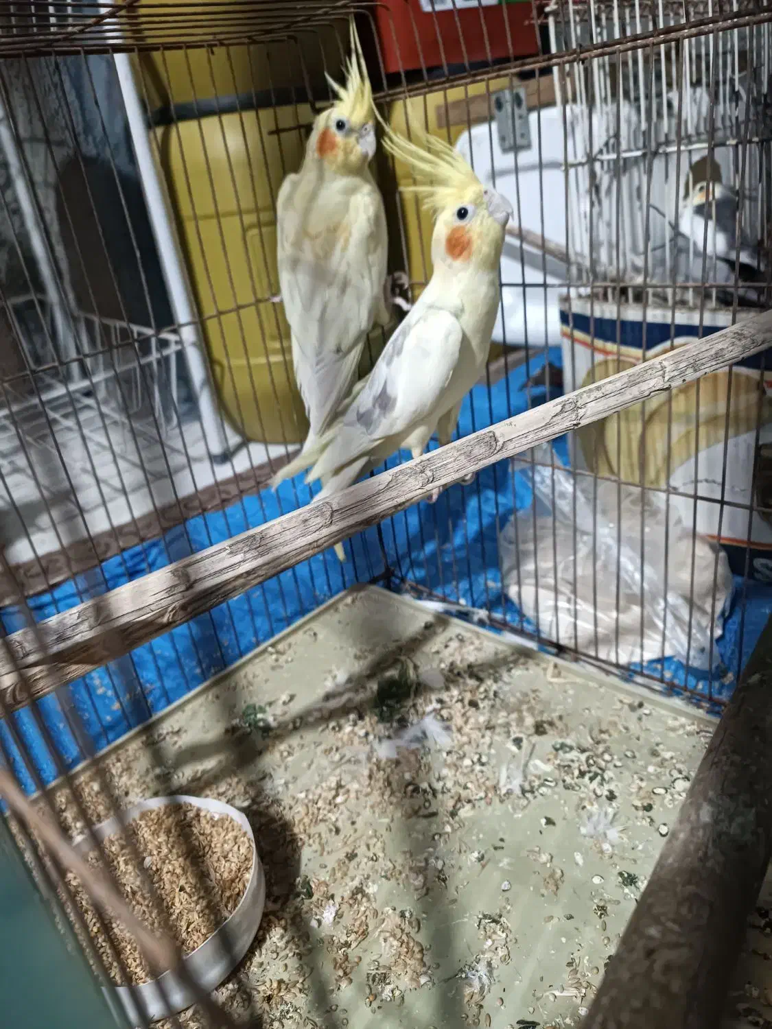 جفت عروس هلندی در کاکی|پرنده|کاکی, |دیوار