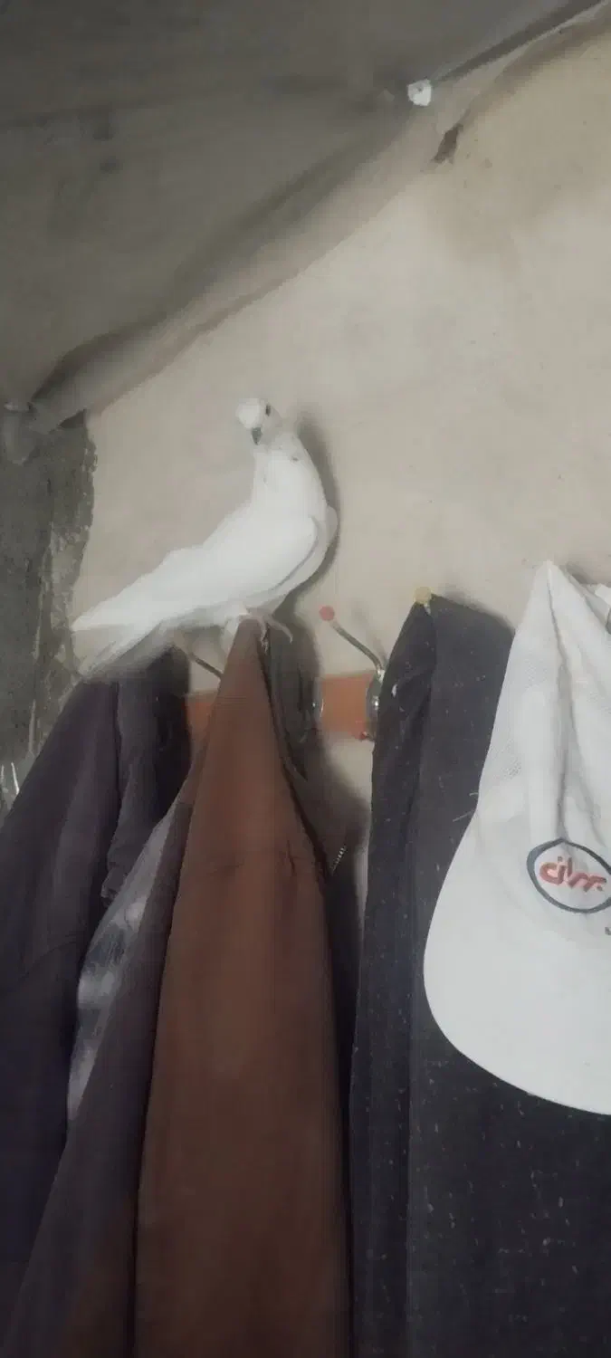 کفتر غریب|پرنده|زرین دشت (همدان), |دیوار