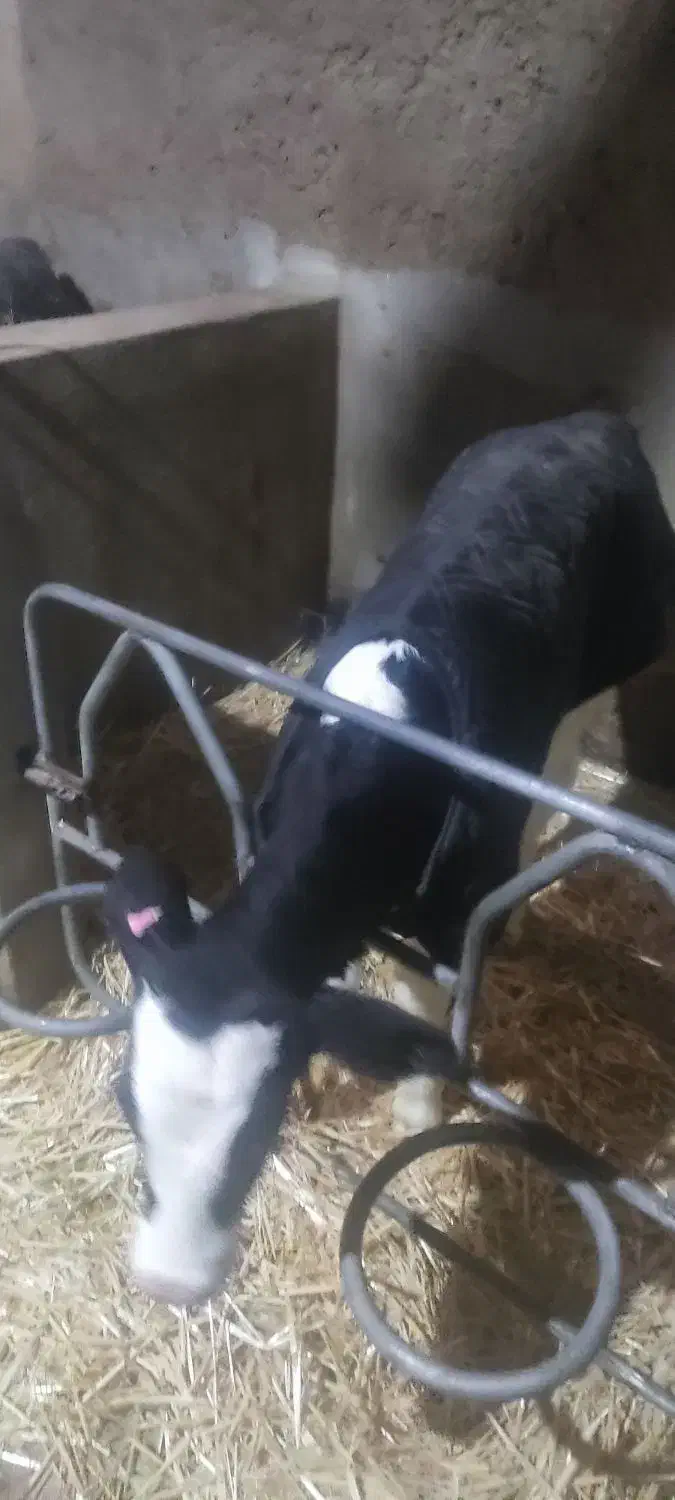 کوساله نر شیری|حیوانات مزرعه|مرودشت, زنگی آباد|دیوار