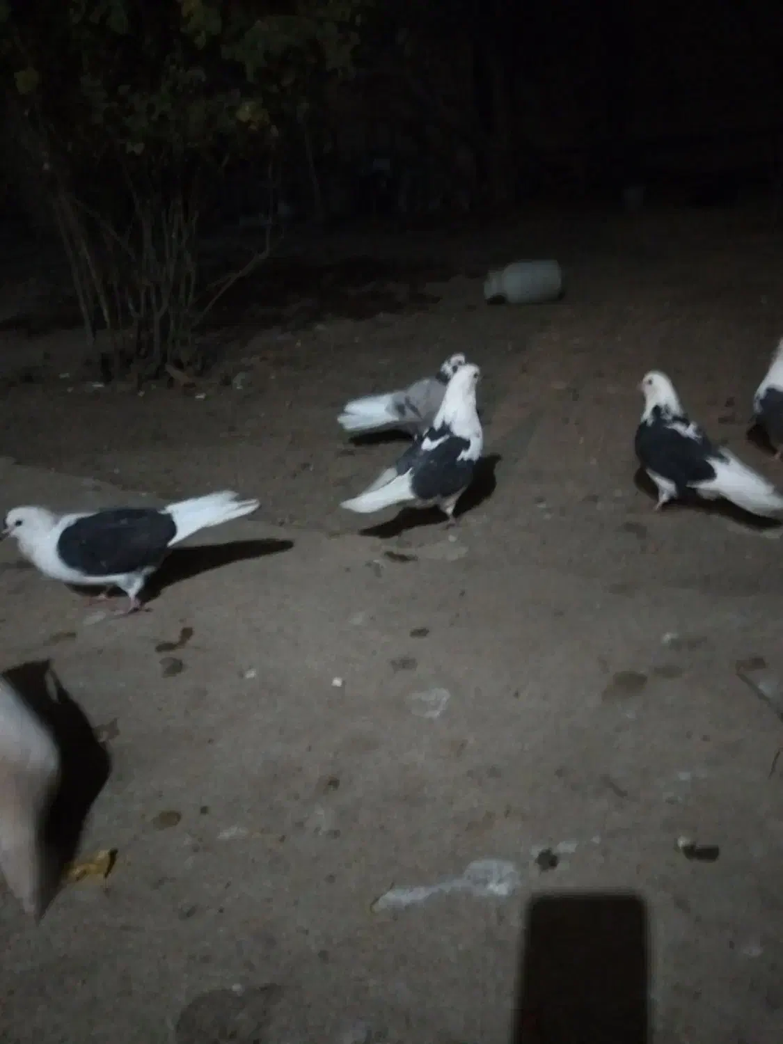 کبوتر|پرنده|فارسان, |دیوار