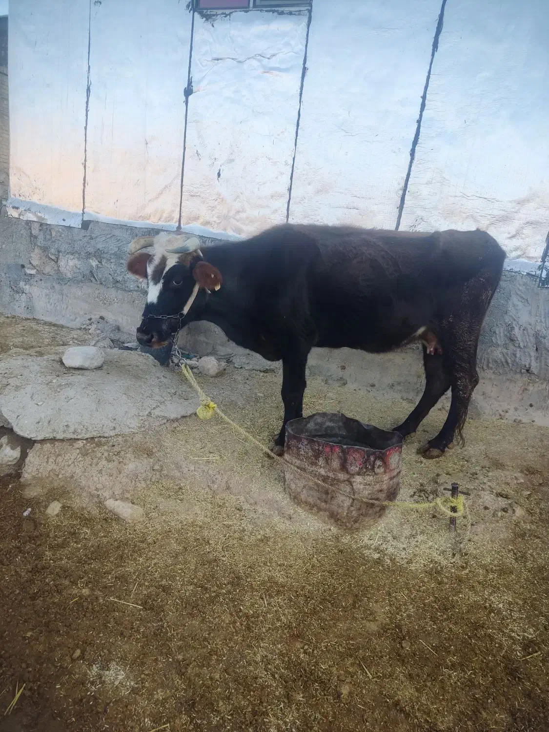 گاو گلپایگان|حیوانات مزرعه|منج, |دیوار