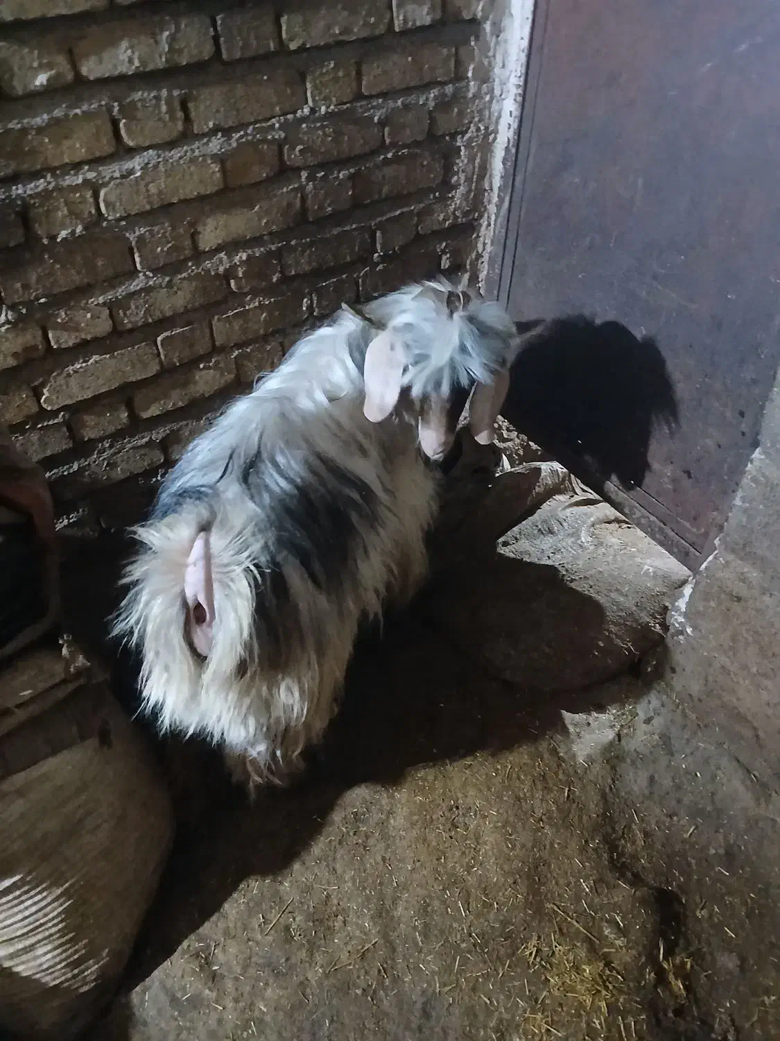 بزغاله نر|حیوانات مزرعه|دهگلان, |دیوار