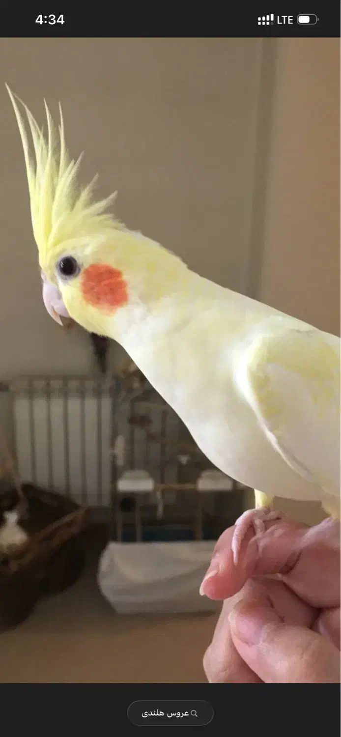 گمشده|حیوانات|کاشمر, |دیوار