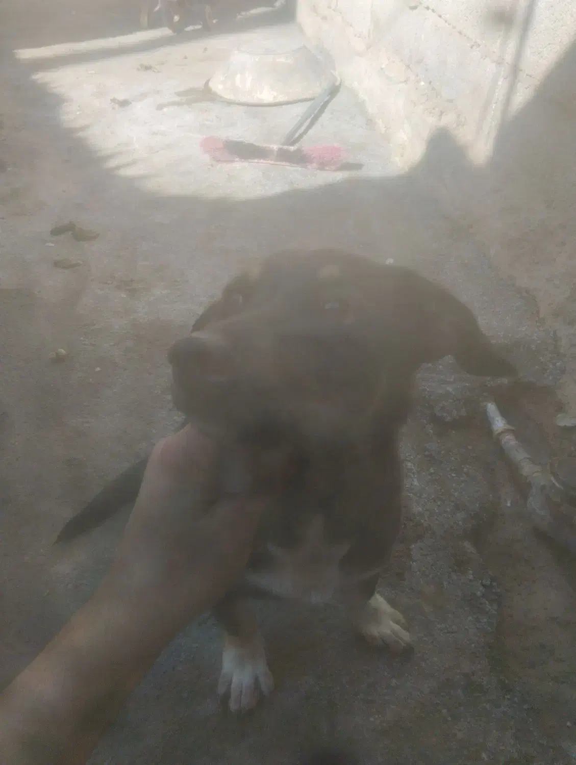 واگذاری سگ فقط 500|سگ|کرمان, |دیوار