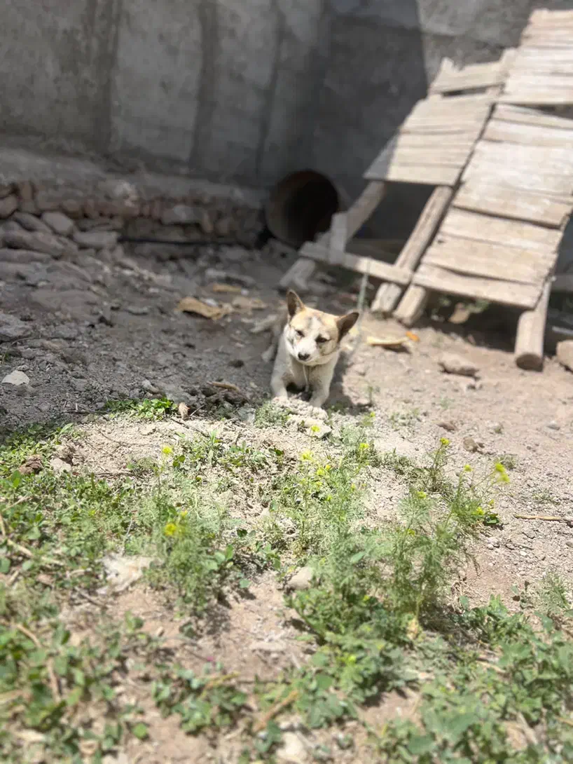 سگ پاکوتاه سرابی|سگ|تبریز, |دیوار