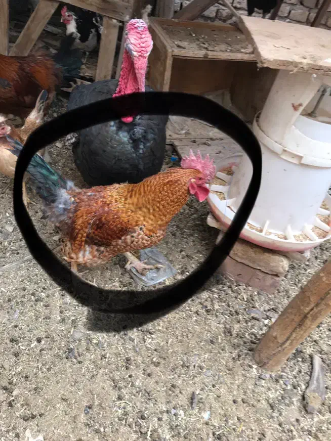 خروس محلی /برهما/بوقلمون|حیوانات مزرعه|رفسنجان, |دیوار