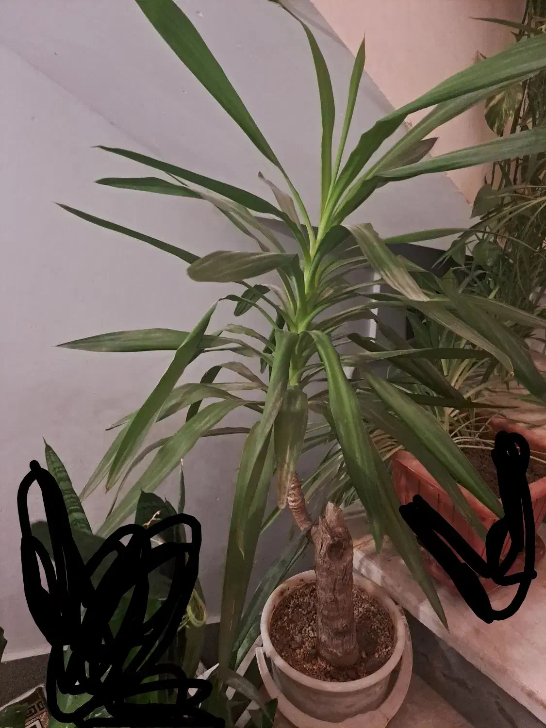 گیاه اپارتمانی|گل و گیاه طبیعی|شهریار, شهرک بهاران (ویره)|دیوار