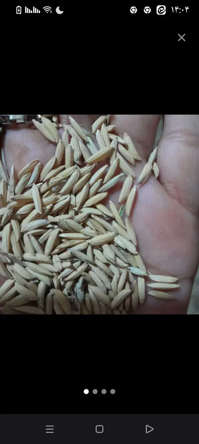 برنج طارم فجر محلی عطری امسالی وصدری دم سیاه اعلا|خوردنی و آشامیدنی|مشهد, رضاشهر|دیوار