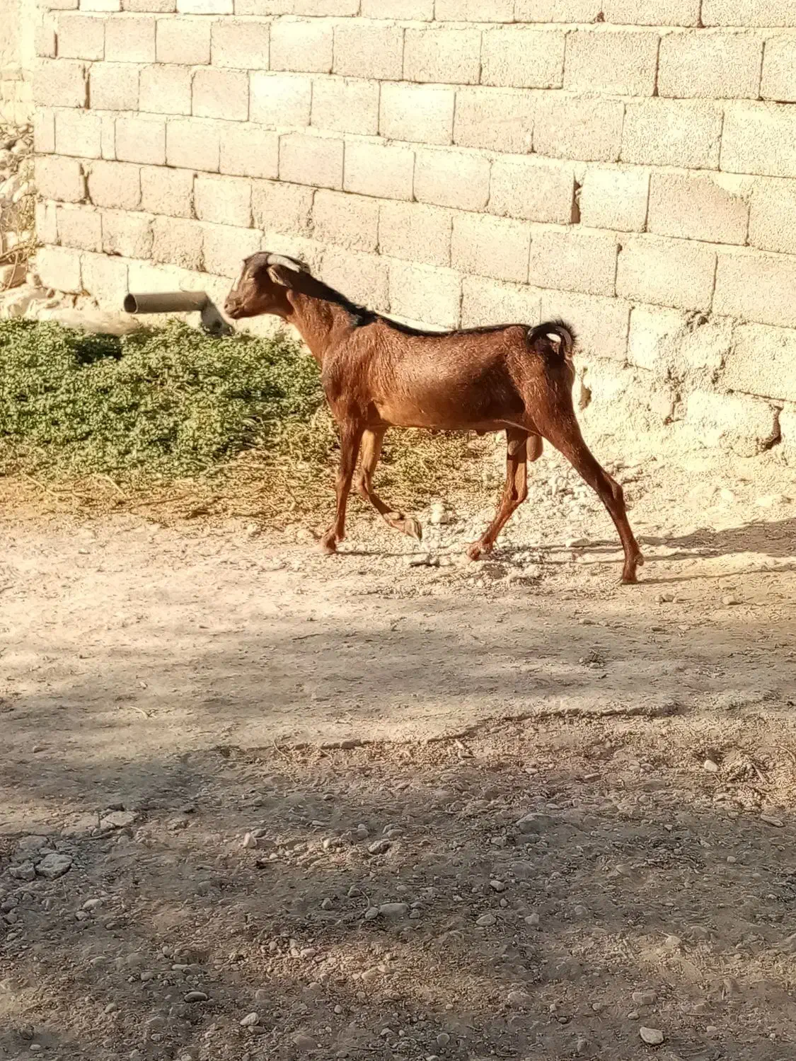 دو عدد کهره نر|حیوانات مزرعه|بندرعباس, |دیوار