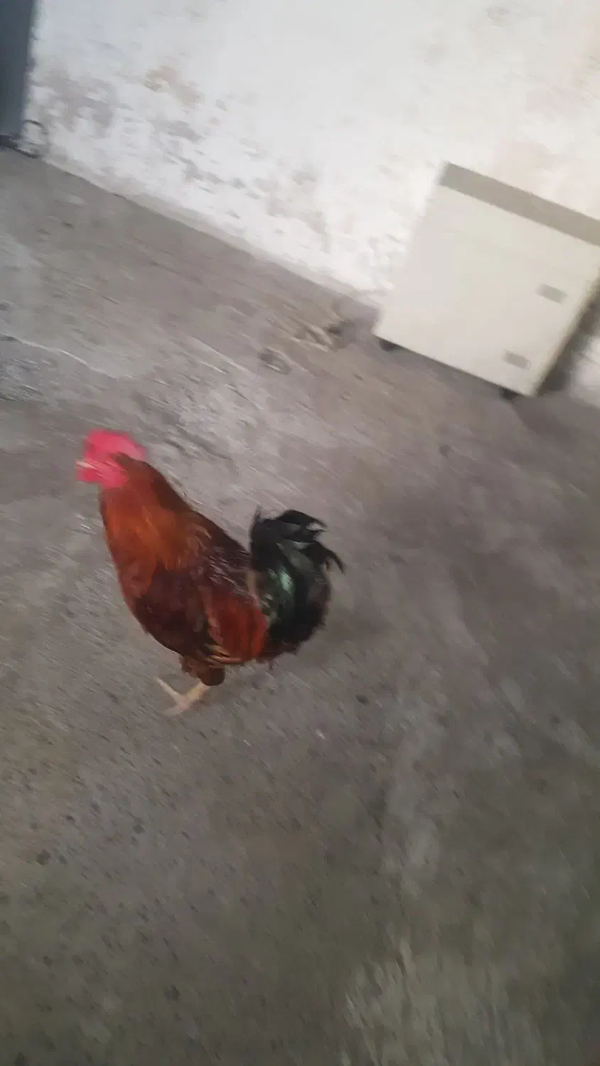 خروس محلی|حیوانات مزرعه|رشت, بیجارپس|دیوار