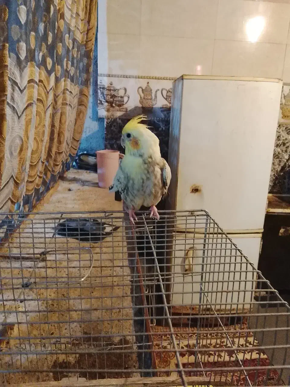 یک عدد عروس هلندی|پرنده|بمپور, |دیوار