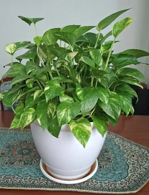 گل های زیبا|گل و گیاه طبیعی|اندیشه, اندیشه فاز ۳|دیوار