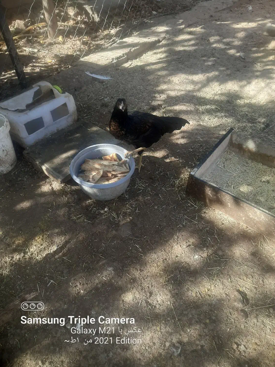 مرغ و خروس لاری|حیوانات مزرعه|پاکدشت, پاکدشت (مامازند)|دیوار