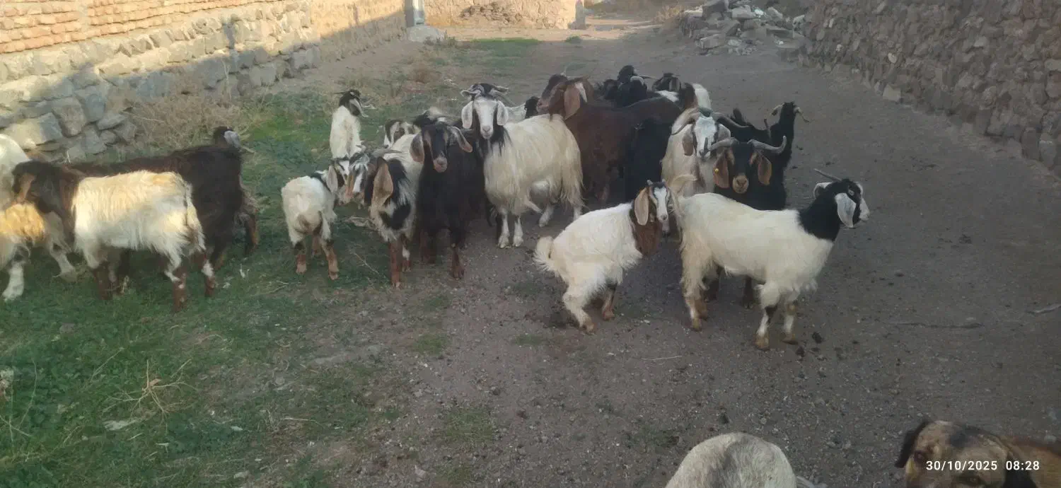 بز و بزغاله|حیوانات مزرعه|ارشق, |دیوار