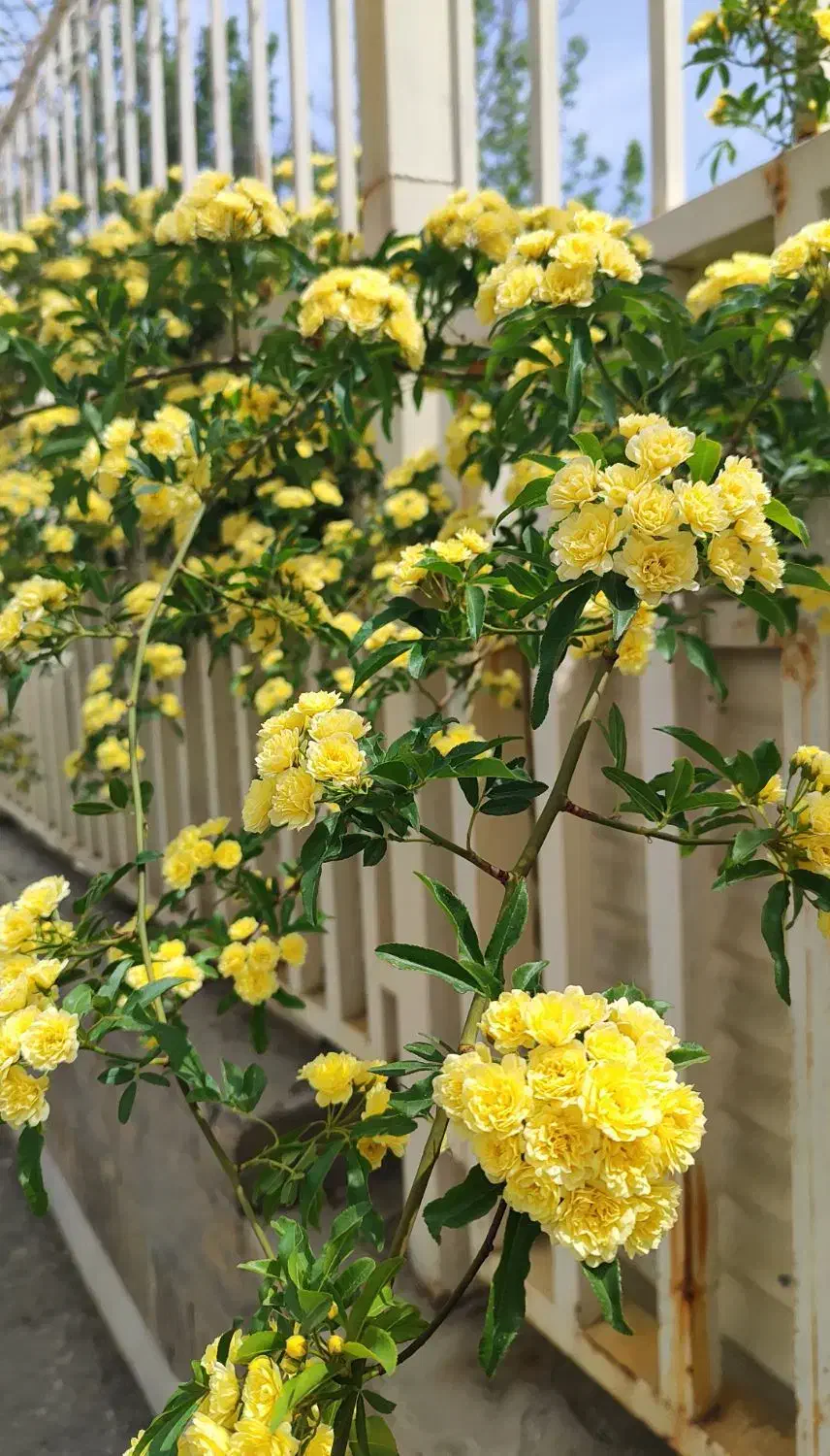 زمین باغی ،سندتک برگ|فروش زمین و ملک کلنگی|گلبهار, بیزکی|دیوار