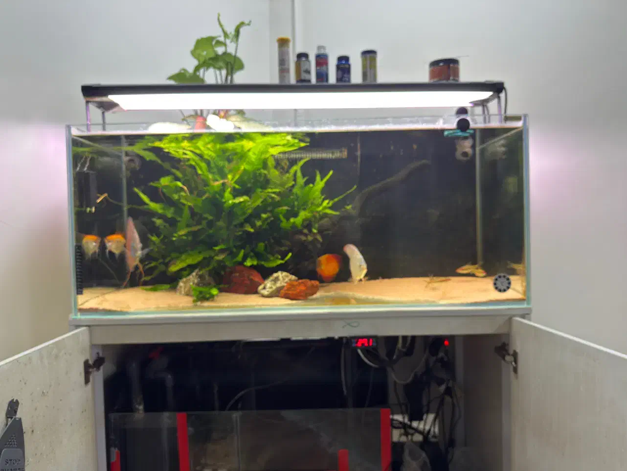 اکواریوم ۱۲۰-۵۰-۵۰|ماهی|امیدیه, |دیوار