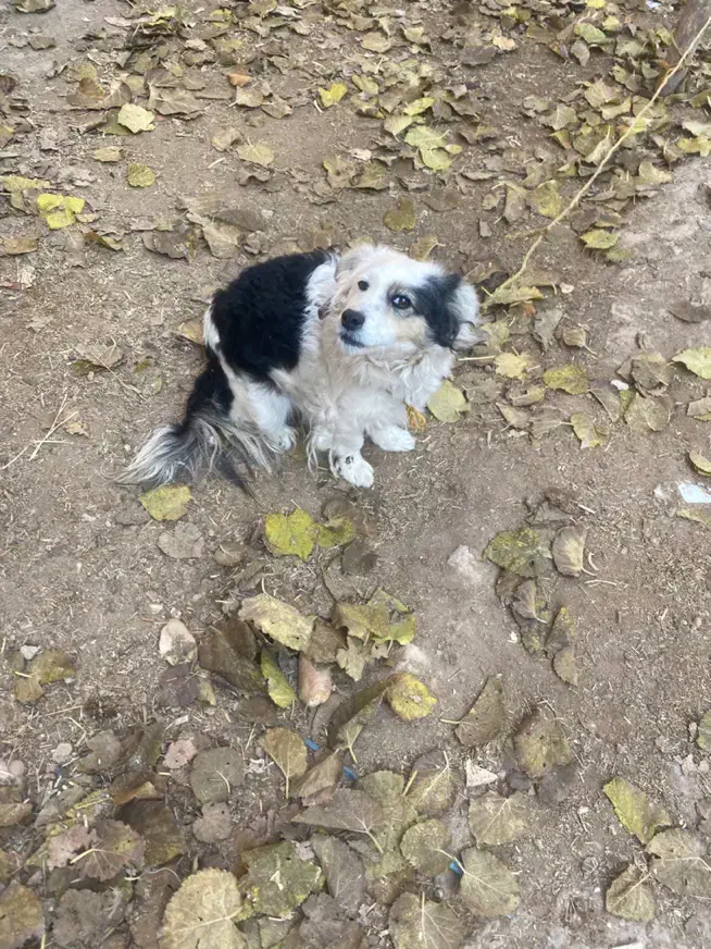 سگ توله بردر کالی سگ توله پا کوتاه|سگ|قزوین, |دیوار