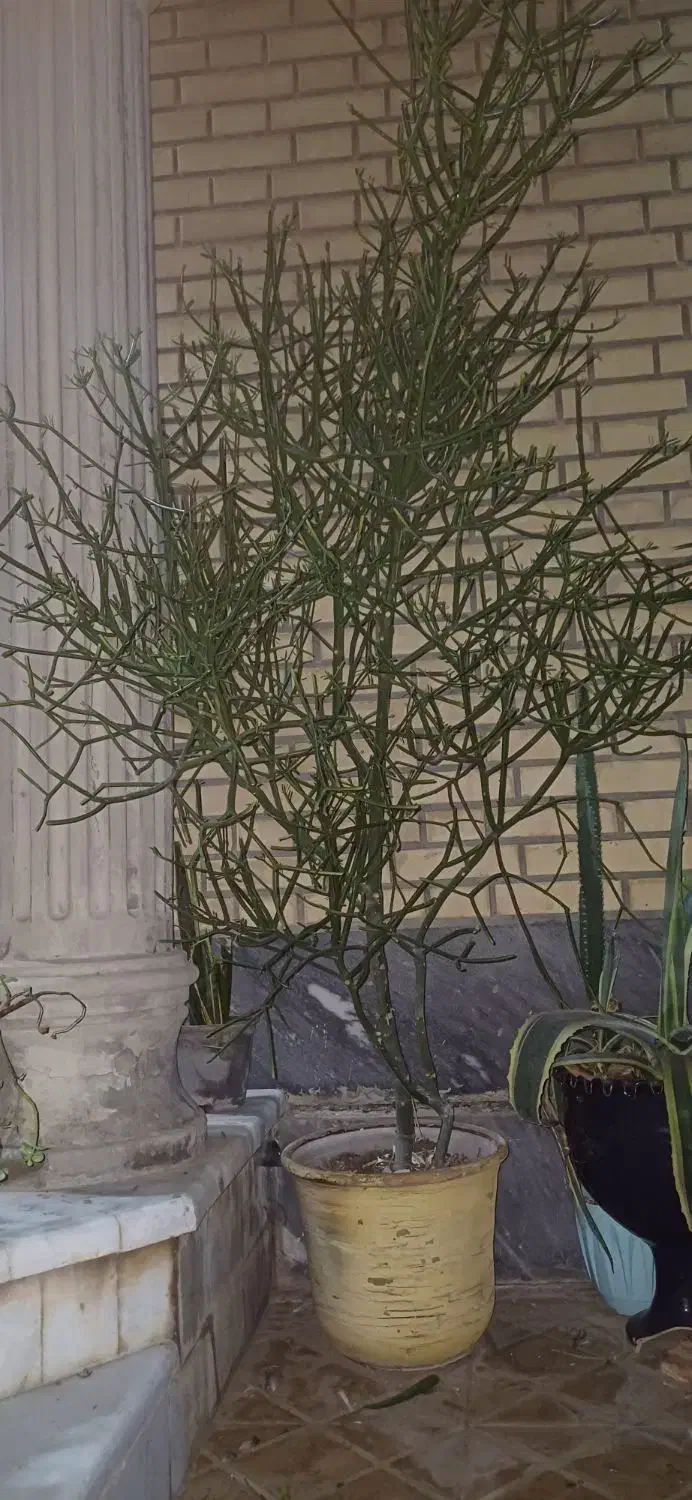 گل یوکا بزرگ -شاخ گوزنی بزرگ|گل و گیاه طبیعی|بندر گناوه, |دیوار