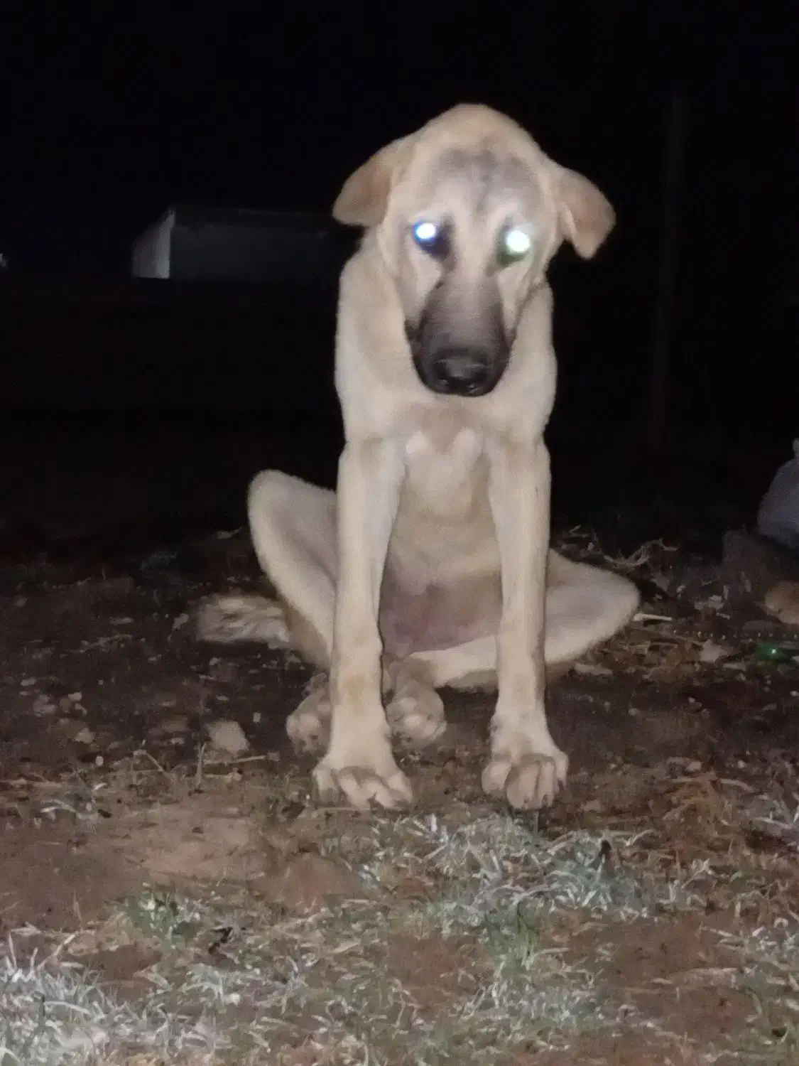 ماده پژدر۴ماهه فروشی نوه جی قهرمان|سگ|آق قلا, |دیوار