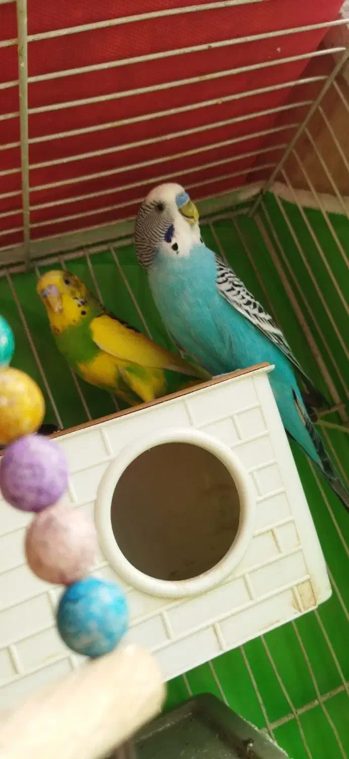 قناری|پرنده|مشهد, کارمندان دوم|دیوار