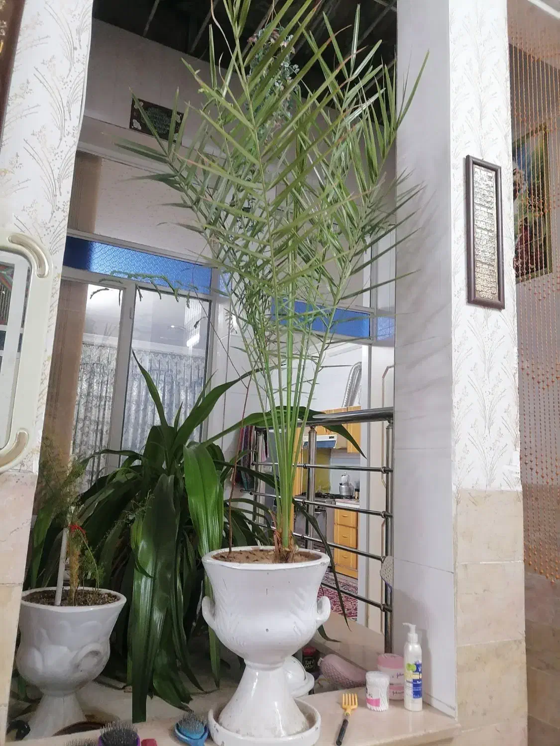 نخل خرما|گل مصنوعی|یزد, |دیوار