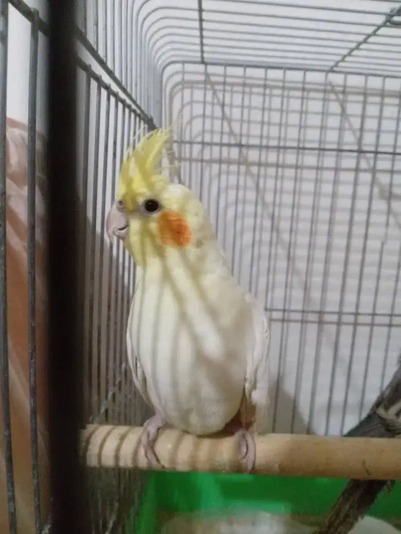 عروس هلندی سه تا|پرنده|وحیدیه, |دیوار