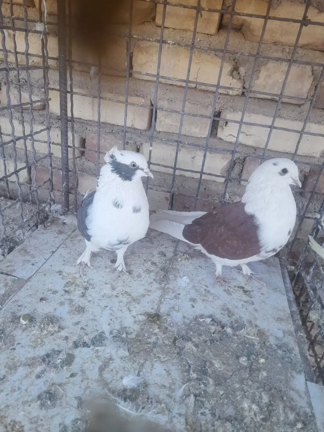 دو جفت کبوتر|پرنده|سیرجان, |دیوار