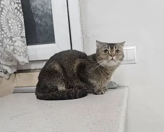 گربه اسکاتیش بلک گلد ماده شناسنامه دار و اصیل|گربه|تهران, طیب|دیوار