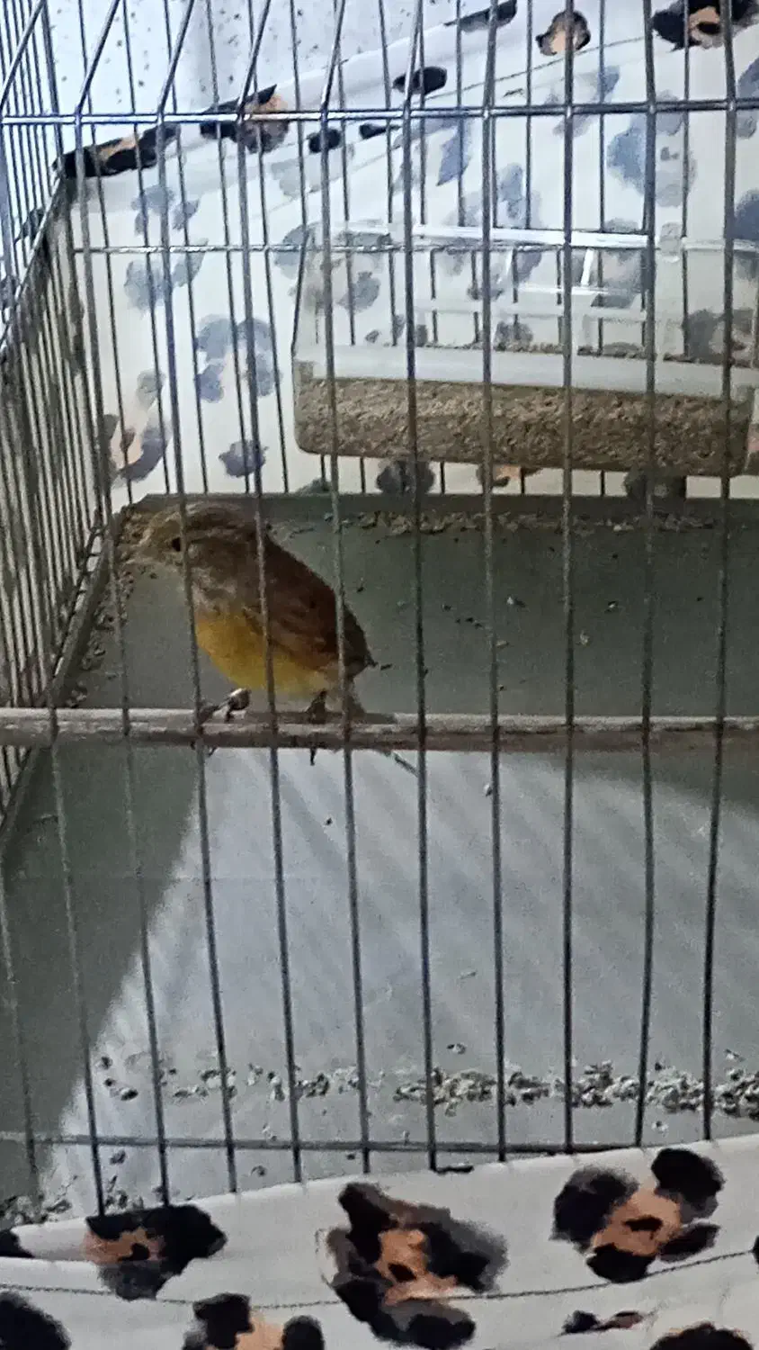 یاسمین قناری|پرنده|صباشهر, |دیوار