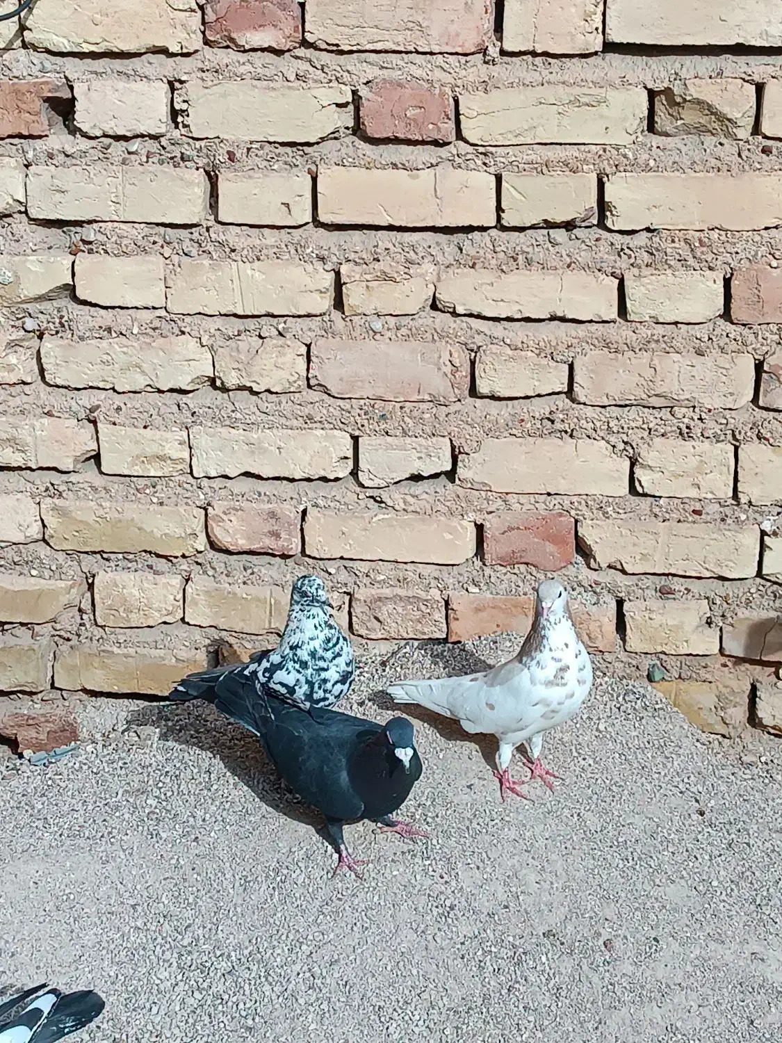 کفتر|حراج|فسا, |دیوار