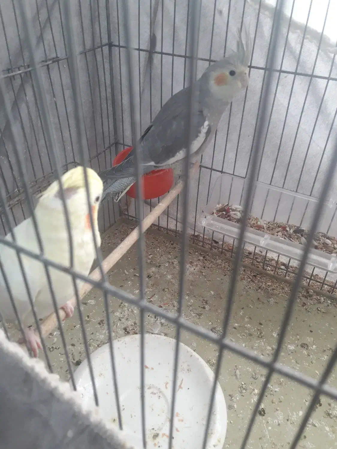 پرنده های زیبا|پرنده|شاهینشهر, گرگاب|دیوار