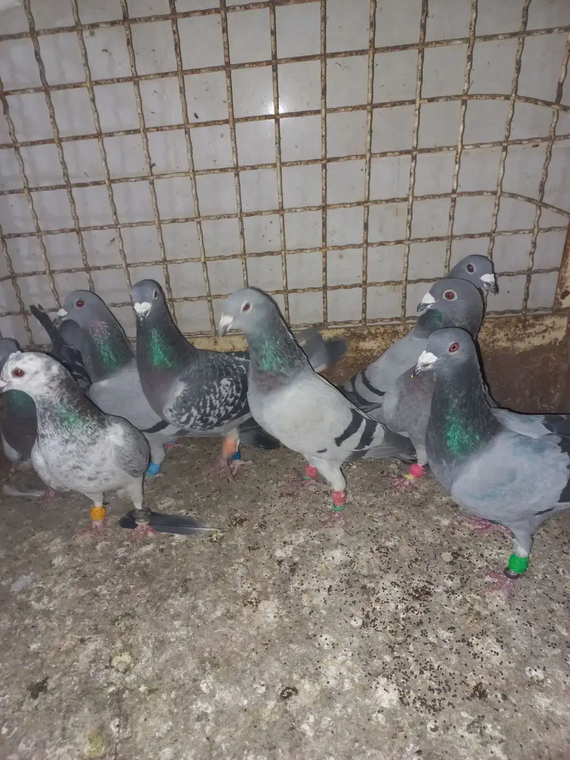 ادرس الوند|پرنده|الوند, |دیوار