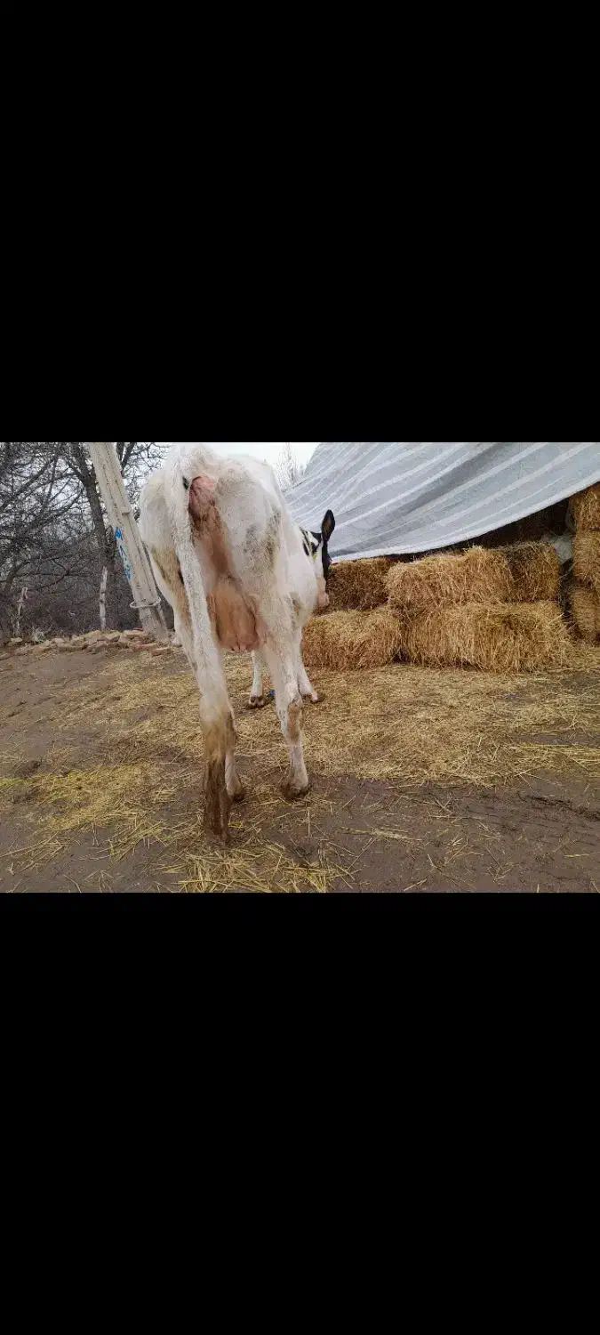 گاو آبستن|حیوانات مزرعه|مشگین شهر, |دیوار