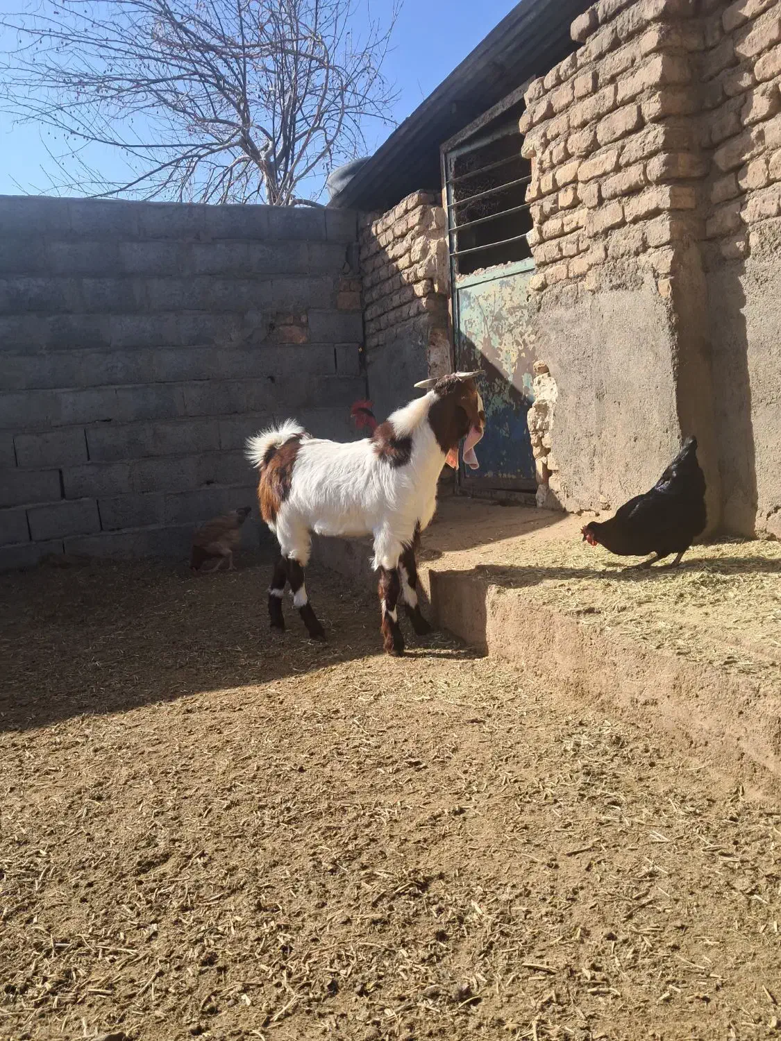 بزغاله نر|حیوانات مزرعه|تربت جام, معدآباد|دیوار