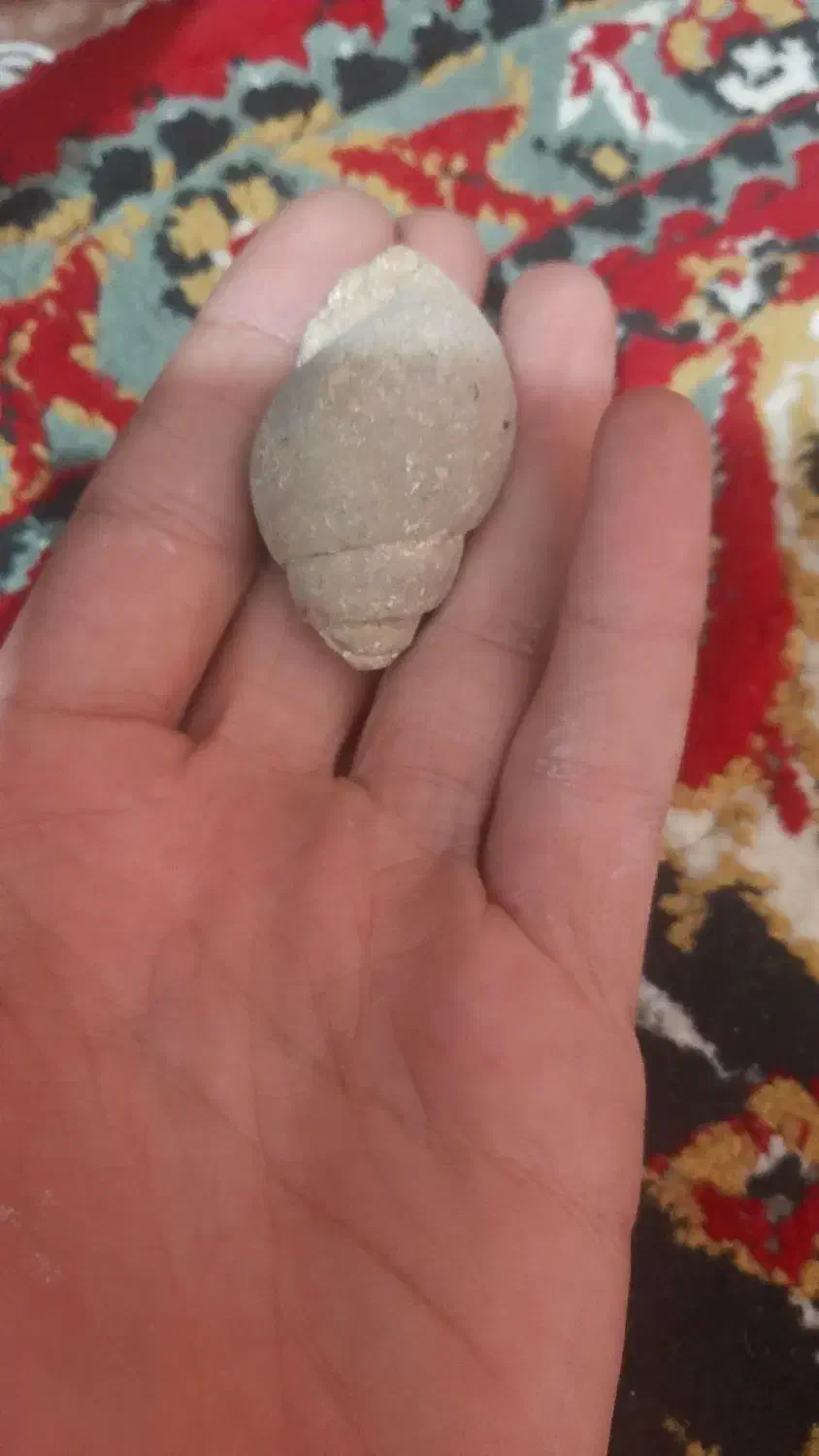 فسیل|کلکسیون اشیاء عتیقه|جلفا, |دیوار