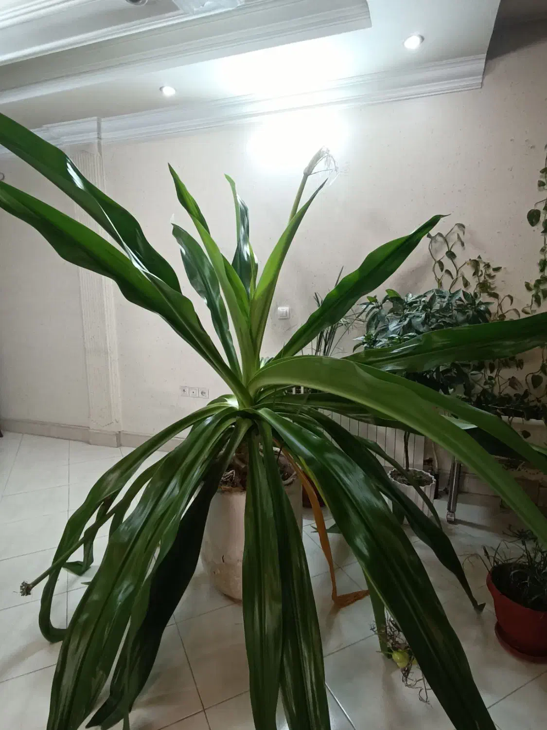 گل ۵ساله سوسن عنکبوتی|گل و گیاه طبیعی|مشهد, دانشجو|دیوار