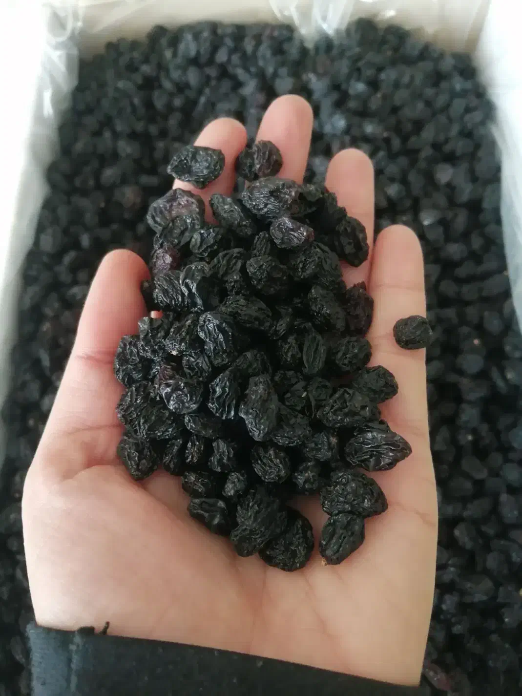 کشمش و مویز کاشمر|خوردنی و آشامیدنی|سبزوار, توحیدشهر|دیوار