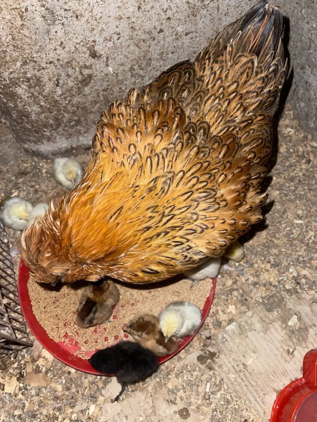 مرغ زیبا بهمراه ۱۰عدد جوجه|حیوانات مزرعه|رشت, یخسازی|دیوار