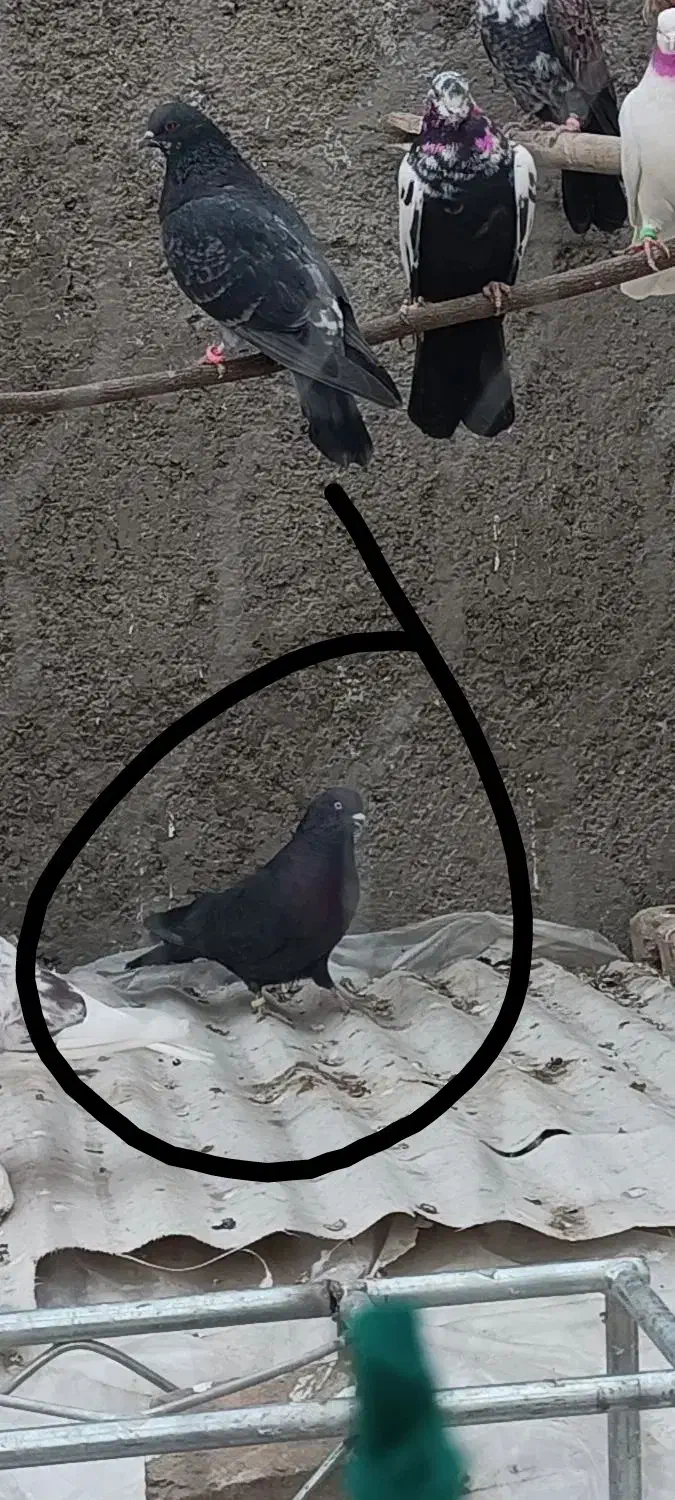 گمشده|پرنده|تهران, تختی|دیوار