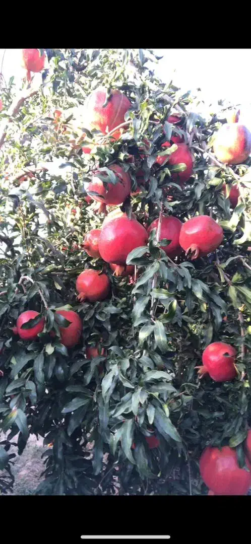 اجاره دادن باغ انار|اجارهٔ دفتر صنعتی، کشاورزی، تجاری|جنت, |دیوار