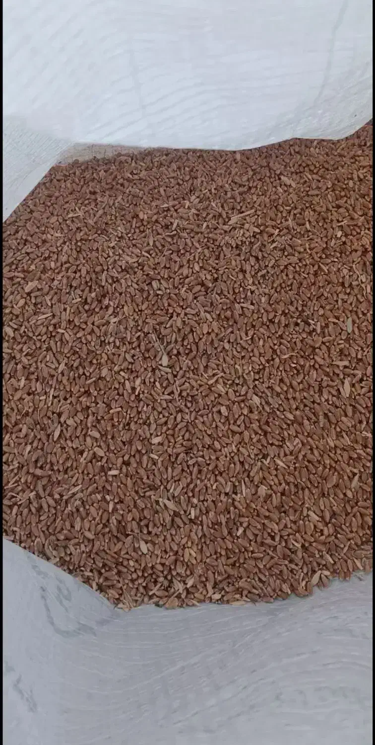 گندم|کلکسیون سکه، تمبر، اسکناس|اردبیل, |دیوار