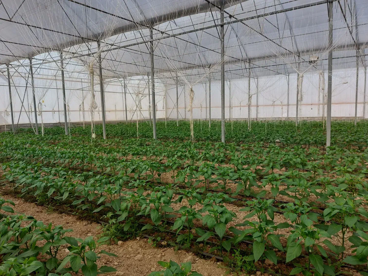 فروش گلخانه ۴۴۰۰ متر مربع|فروش دفتر صنعتی، کشاورزی، تجاری|عسگران, |دیوار